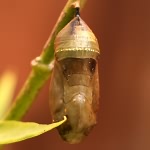 Chrysalis
