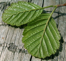 A pair of Leaves