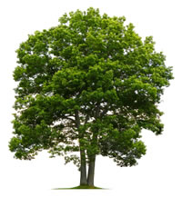 Magnificent and authentic oak