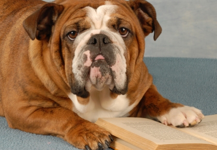 bulldogsml bulldogsml
